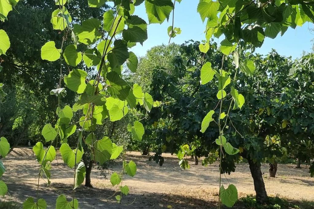La Provencale Apartment Uzes Ngoại thất bức ảnh